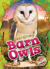 Barn Owls